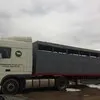 предоставляем услуги по перевозке скота. в Казани