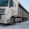 услуги по перевозке скота скотовозами в Казани