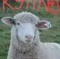 бараны овцы брак матки  в Казани