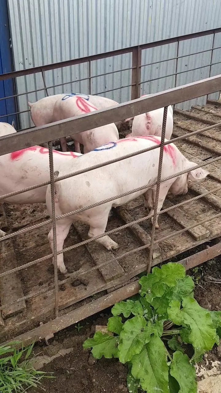 порсята, свиньи, свиноматки (оптом) в Казани и Республике Татарстан 8