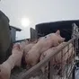 порсята, свиньи, свиноматки (оптом) в Казани и Республике Татарстан 2