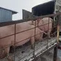порсята, свиньи, свиноматки (оптом) в Казани и Республике Татарстан 3