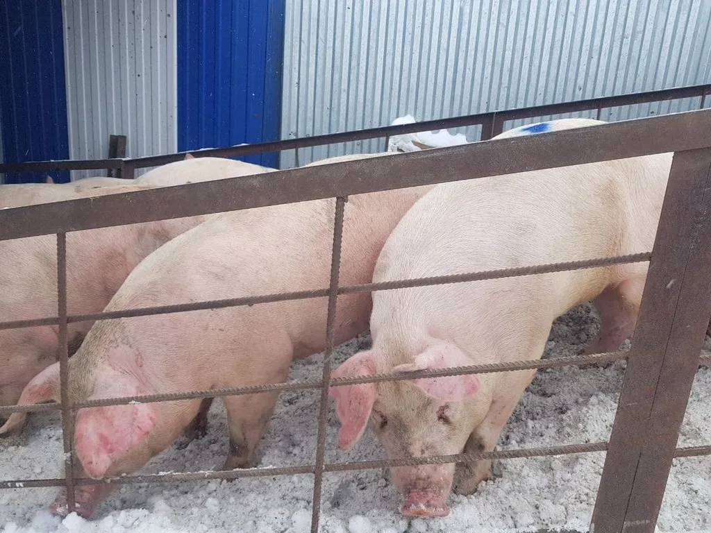 порсята, свиньи, свиноматки (оптом) в Казани и Республике Татарстан 4