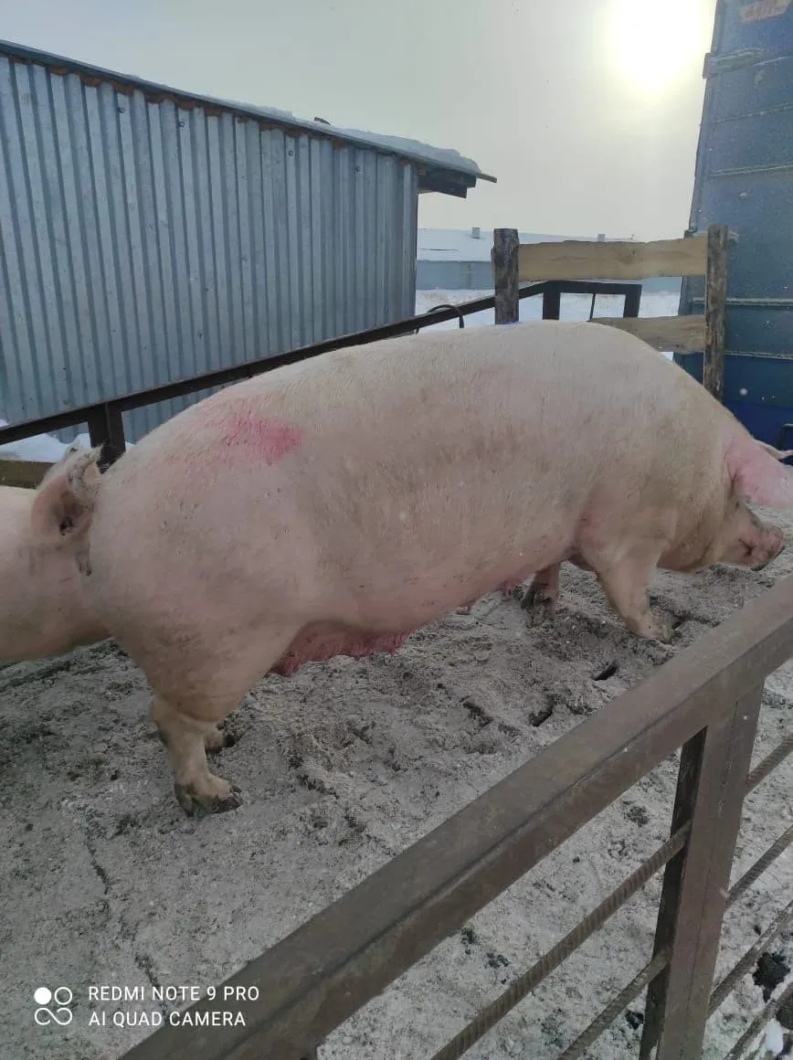 порсята, свиньи, свиноматки (оптом) в Казани и Республике Татарстан 5