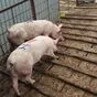 порсята, свиньи, свиноматки (оптом) в Казани и Республике Татарстан 9