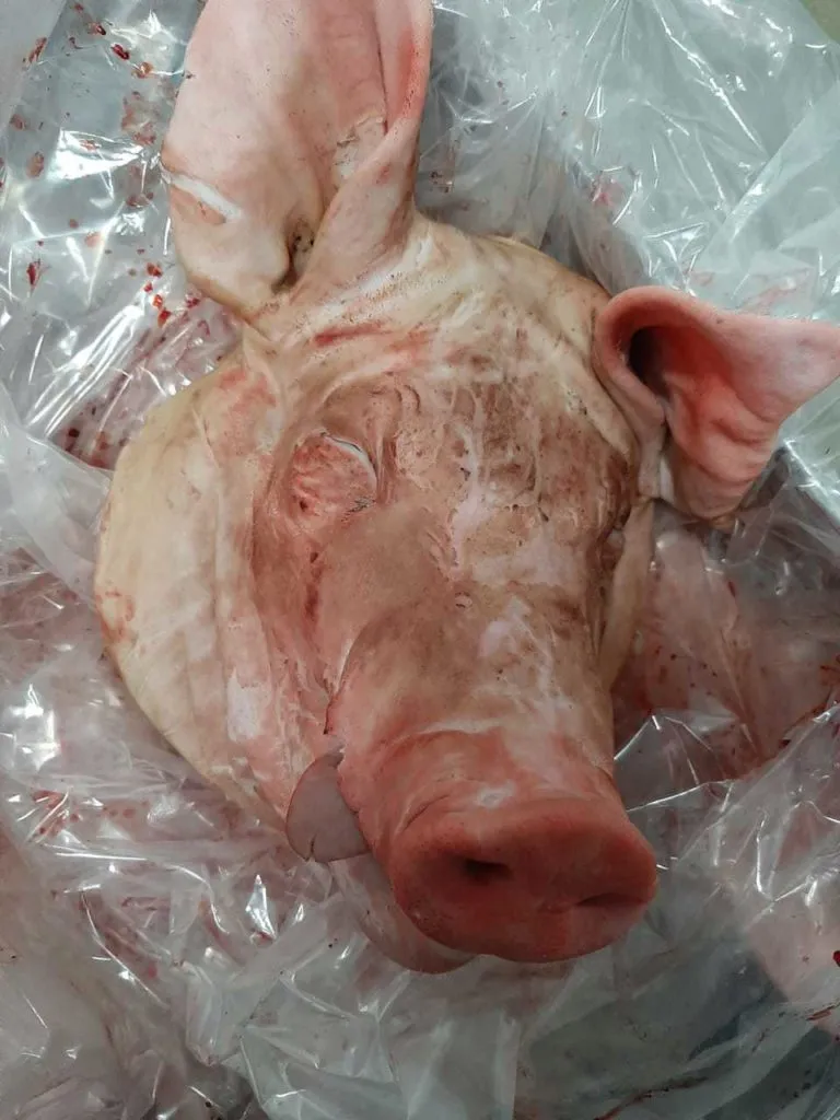фотография продукта Голова свиная неограбленная 35 р./кг