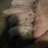 деревенская свинина. в Нижнекамске