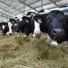 кРС (Крупный рогатый скот) в Казани и Республике Татарстан 4