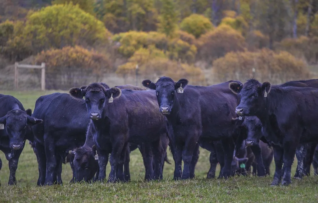 кРС (Крупный рогатый скот) в Казани и Республике Татарстан
