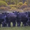 кРС (Крупный рогатый скот) в Набережные Челны