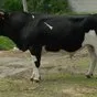 быки с откорма на убой Татарстан  в Казани