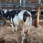 коровы выбраковка на убой Татарстан в Казани