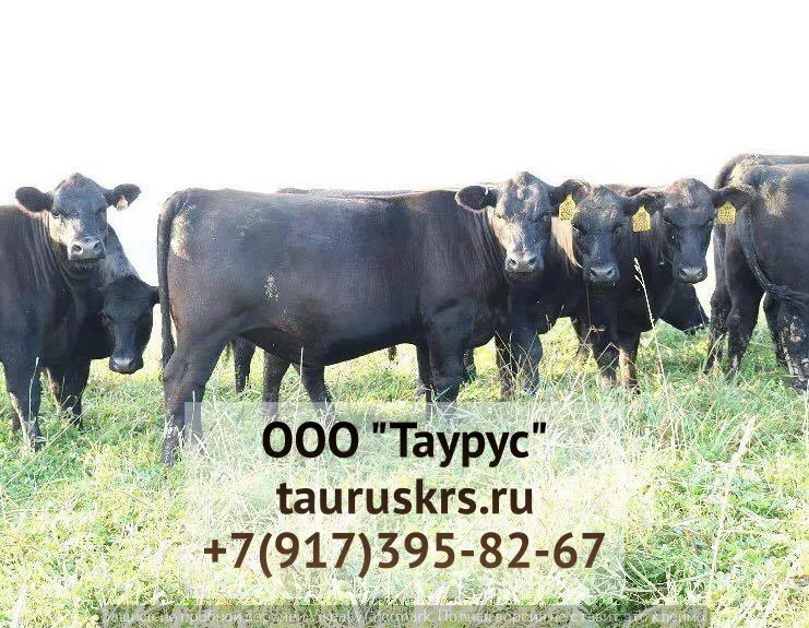  КРС племенных бычков Абердин-Ангусской в Набережные Челны 8