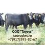  КРС племенных бычков Абердин-Ангусской в Набережные Челны 8