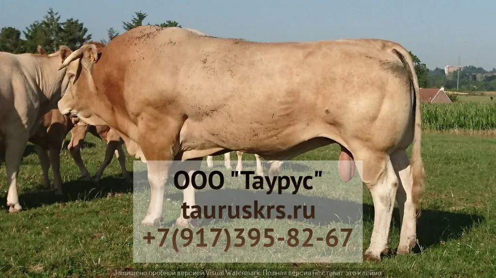  КРС племенных бычков Абердин-Ангусской в Набережные Челны 5