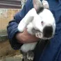 кроликов живым весом  в Тетюшах