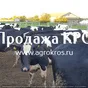 продажа КРС по России молочные нетели в Набережные Челны