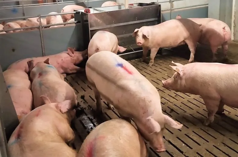 свиноматки, свиньи, поросята от 5-280 кг в Казани и Республике Татарстан 7