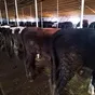 быки в Казани и Республике Татарстан