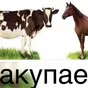 коров быков лошадей дорого  в Казани и Республике Татарстан