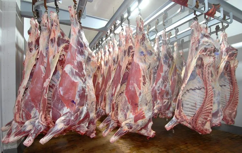 фотография продукта Мясо молодого бычка полутушах/четвертях 