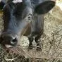 продажа бычков от 3-х дней  в Казани и Республике Татарстан