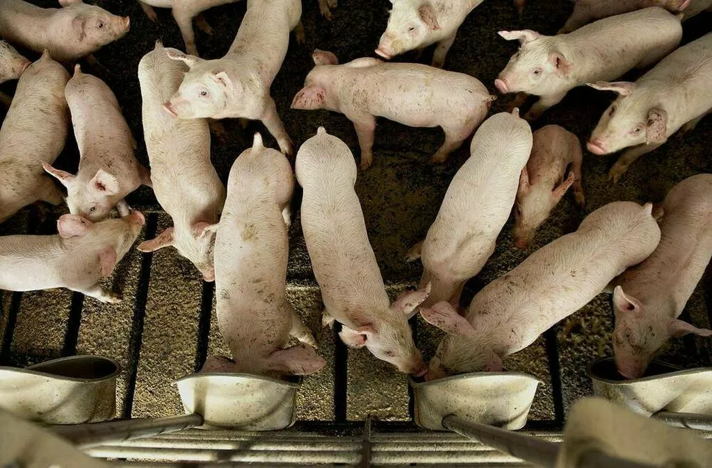 свиньи жирные, поросята 6-280кг. (оптом) в Казани и Республике Татарстан 4