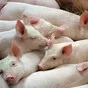 свиньи жирные, поросята 6-280кг. (оптом) в Казани и Республике Татарстан 2