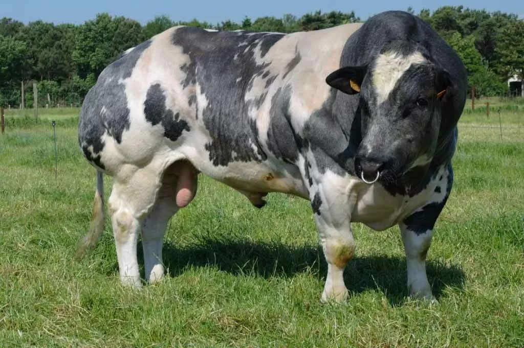 закупаю коровы быки тёлки в Казани и Республике Татарстан 2