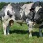 закупаю коровы быки тёлки в Казани и Республике Татарстан 2