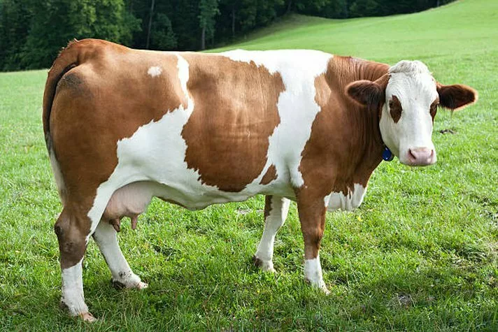 фотография продукта Закупаю коровы быки тёлки