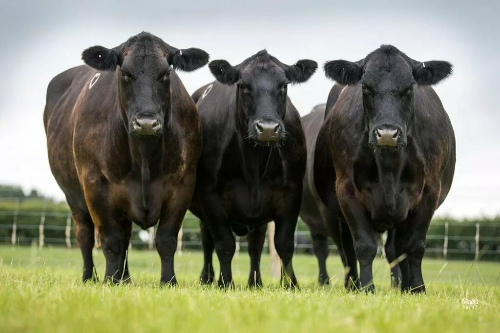 Продам: быки, коровы абердин ангус в Казани и Республике Татарстан