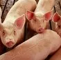 свиньи на доращивание 40-60 кг в Казани и Республике Татарстан 6