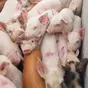 свиньи на доращивание 40-60 кг в Казани и Республике Татарстан 5