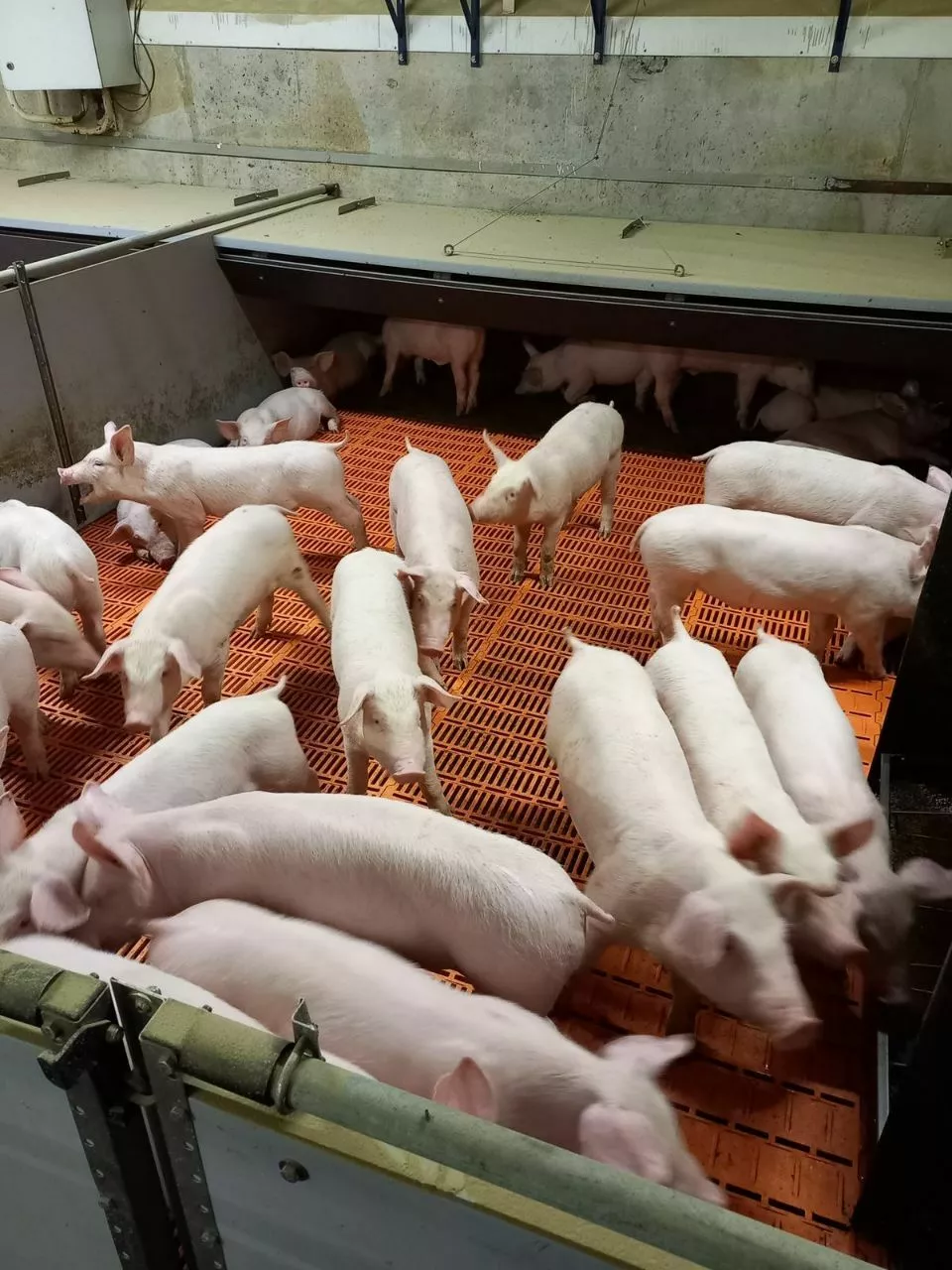 свиньи на доращивание 40-60 кг в Казани и Республике Татарстан