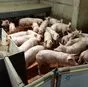 свиньи на доращивание 40-60 кг в Казани и Республике Татарстан 3