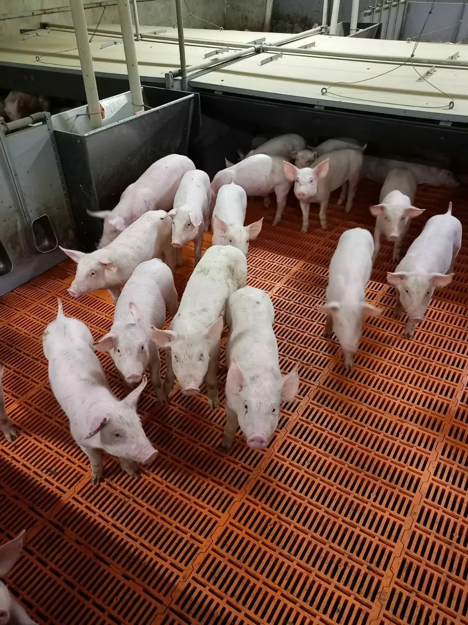 свиньи на доращивание 40-60 кг в Казани и Республике Татарстан 2