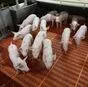 свиньи на доращивание 40-60 кг в Казани и Республике Татарстан 2